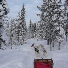 Laponie-chiens de traineau