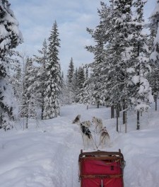 Laponie-chiens de traineau