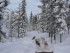 Laponie-chiens de traineau