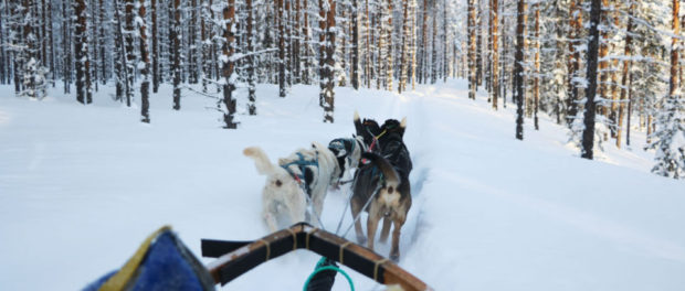 Sejour Chien de Traineau Voyage Pays Samis Attelage