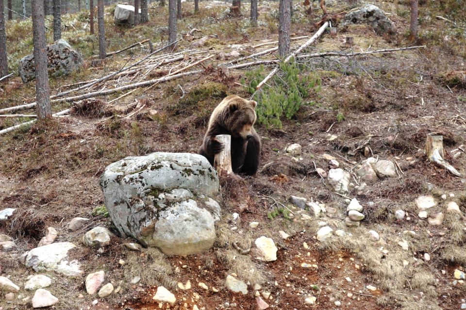 Parc aux ours, Dalarna