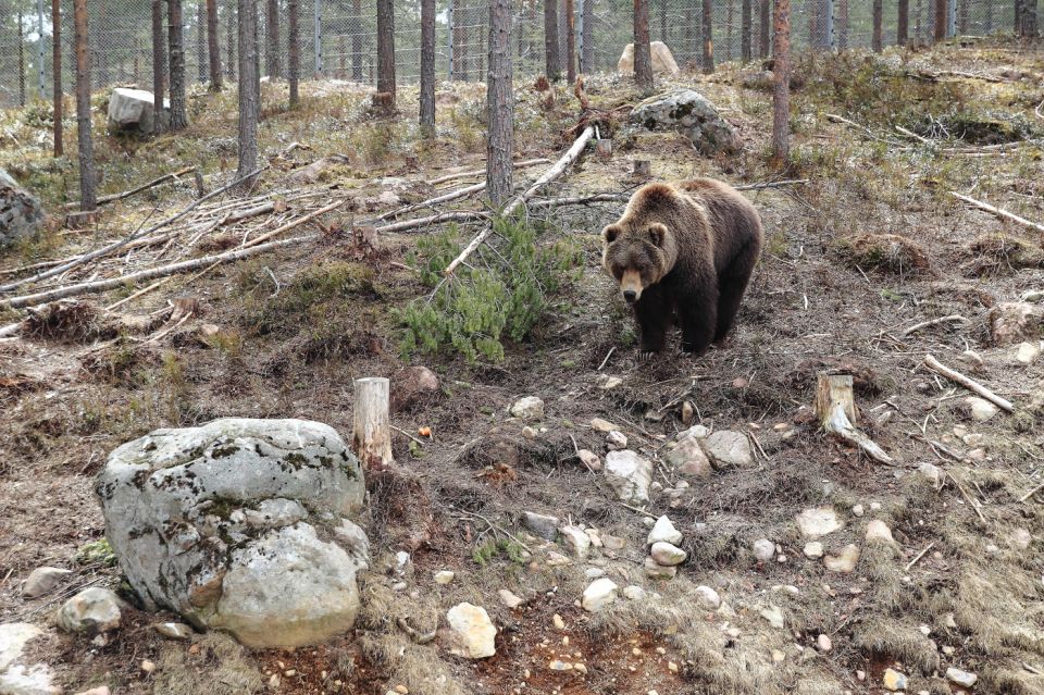 Ours Kodiak, Parc aux ours, Dalarna