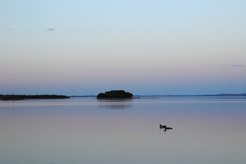 Faune du lac Siljan, Dalarna, Suède