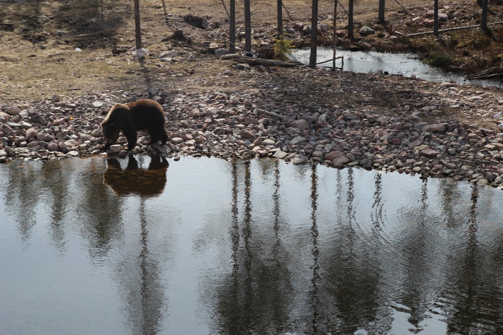 Parc aux ours, Orsa, Dalécarlie