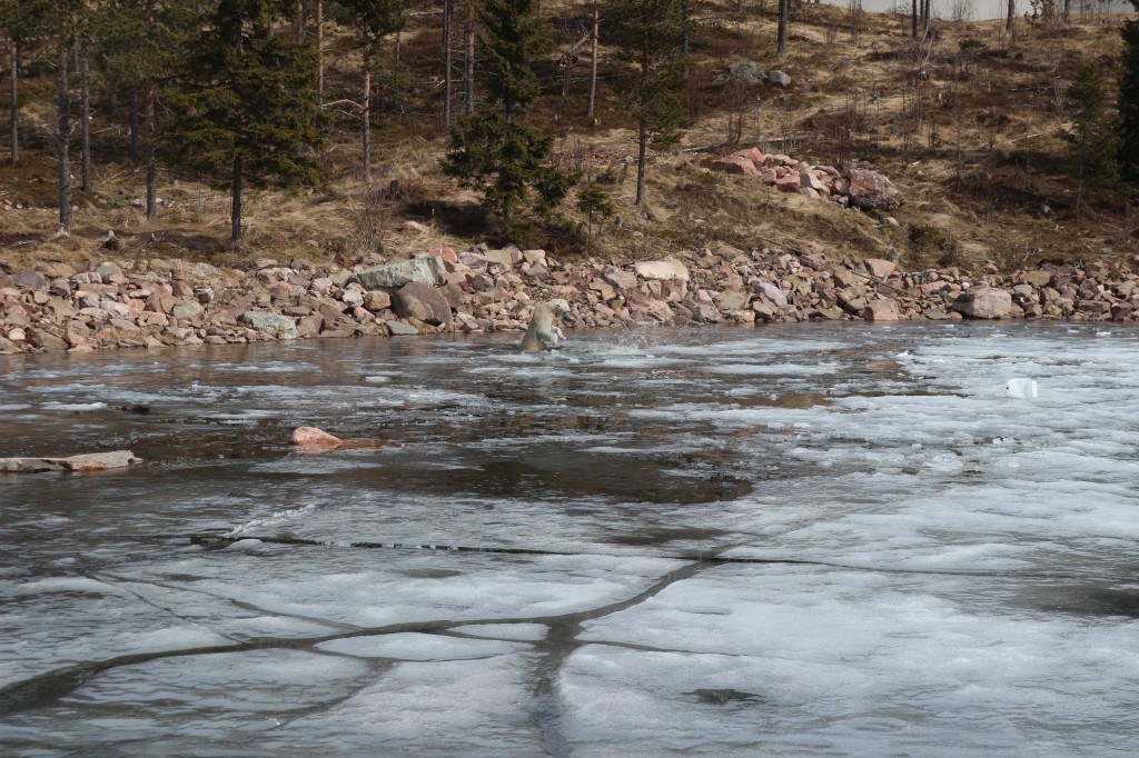 Parc aux ours, Orsa, Dalécarlie