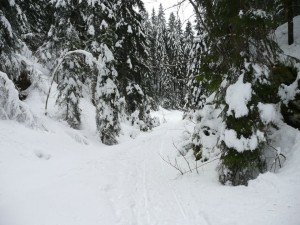 Piste chiens de traineau