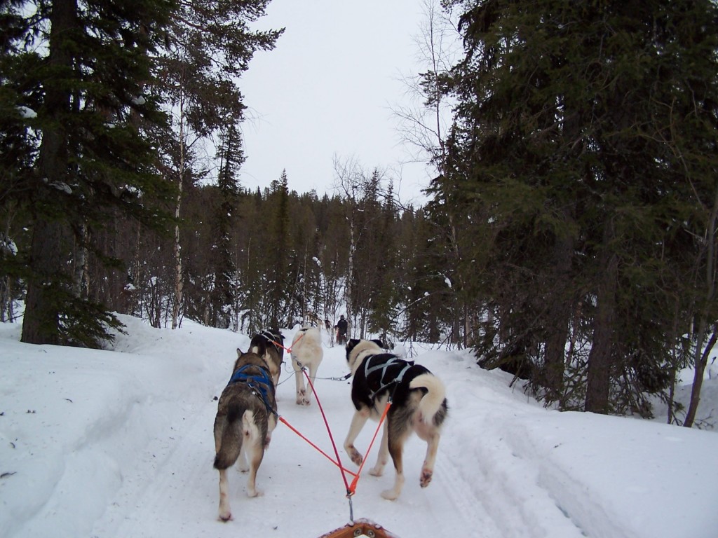 Tour chiens de traineau Laponie Suède