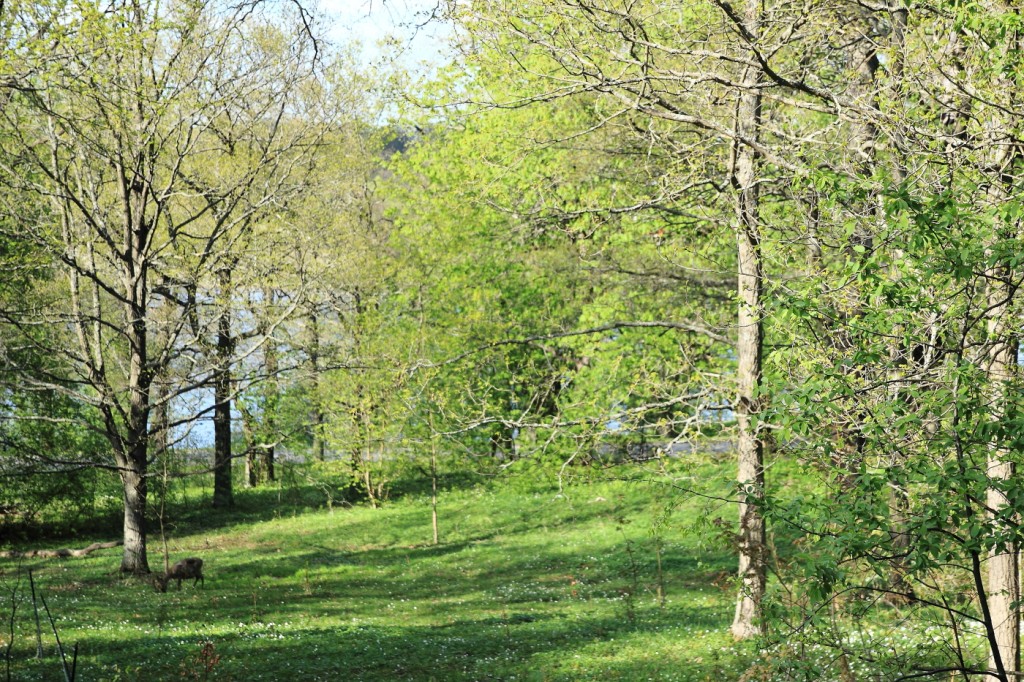 Promenade à Djugården