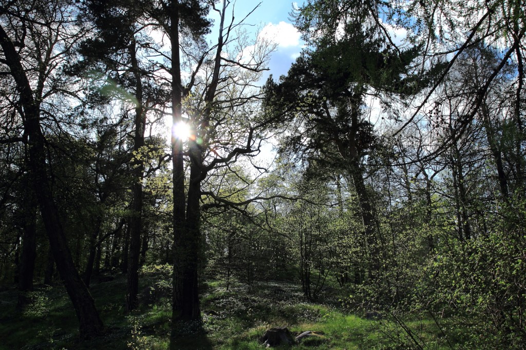 Promenade à Djugården