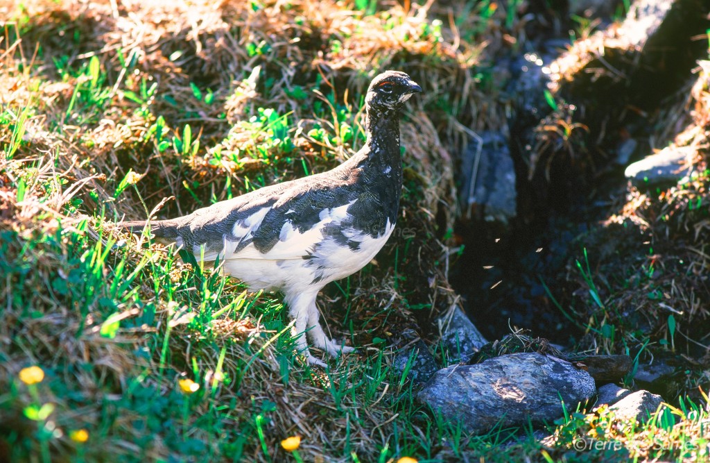 Faune Lapone