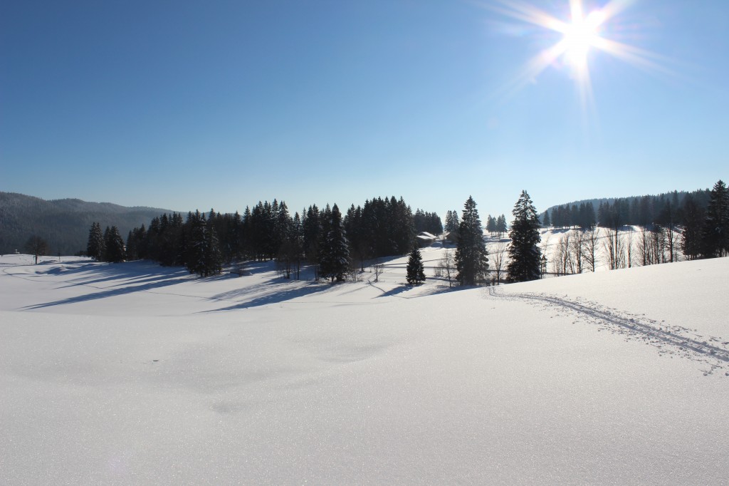 Foret et bois a Bellefontaine