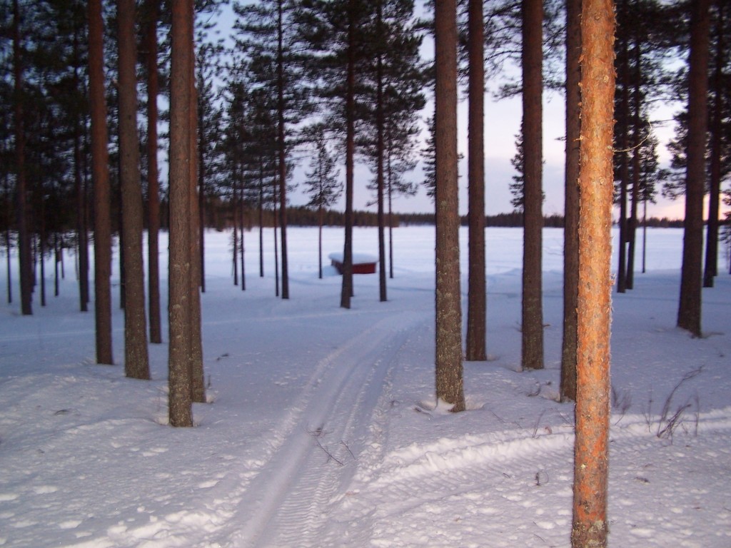 Forêt de Laponie