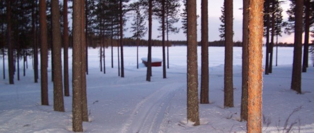 Forêt de Laponie