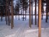 Forêt de Laponie