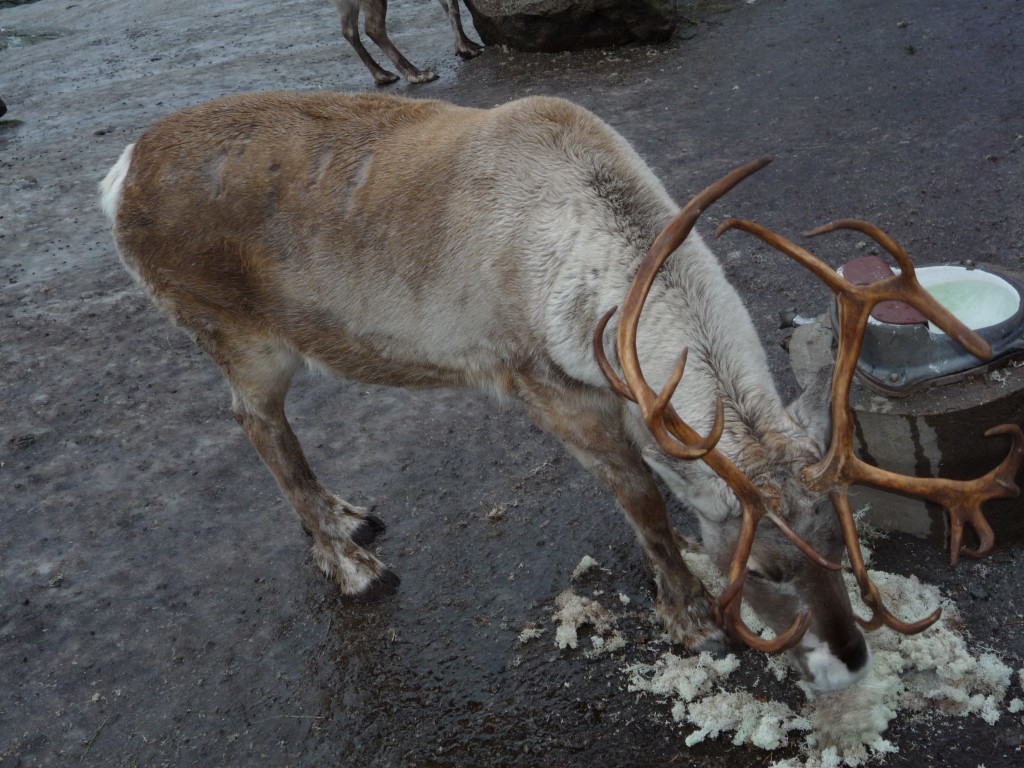 Renne à Skansen