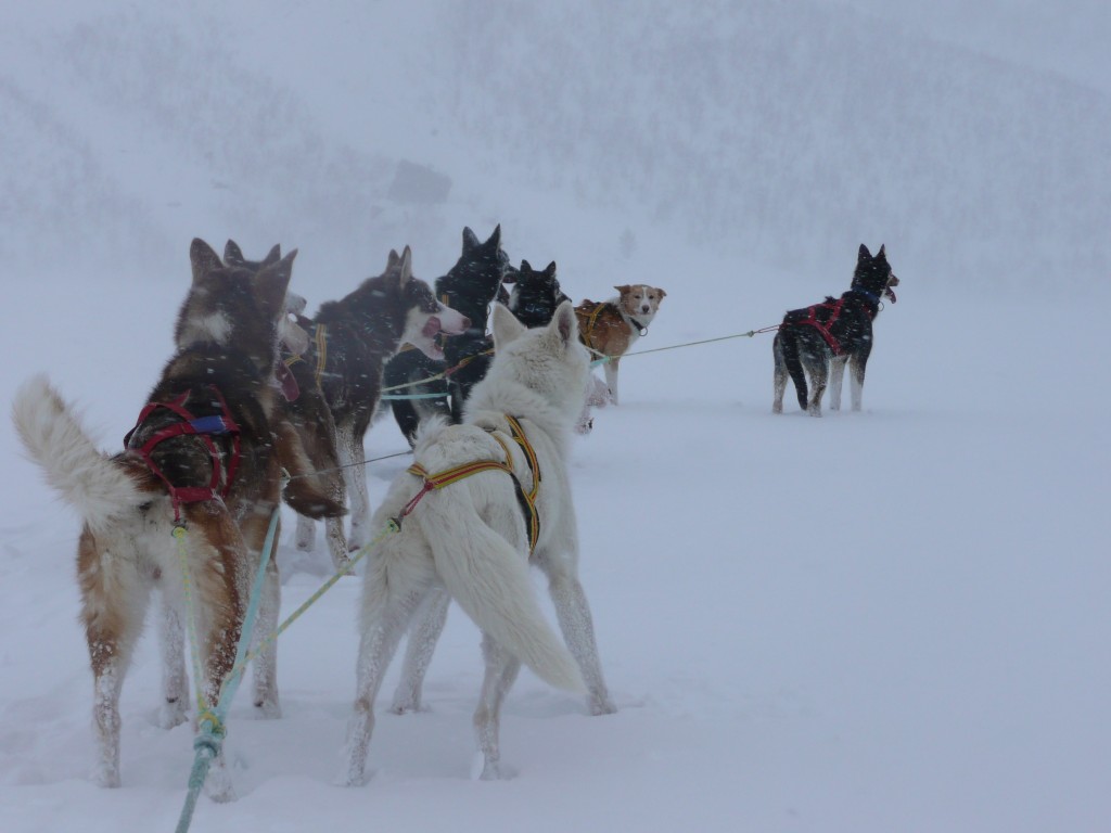 Chiens de traineau Laponie