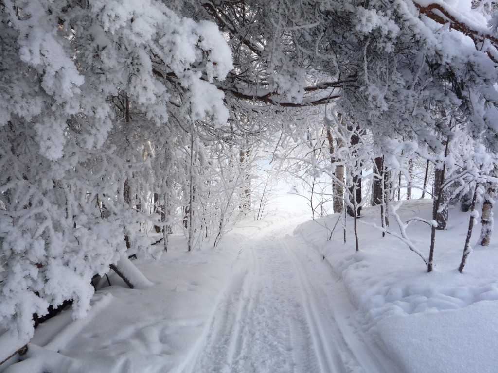 Chemin dans la neige sous bois enneigé