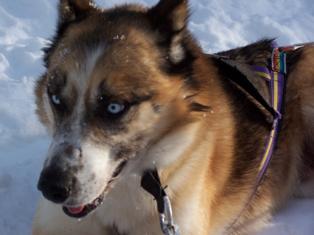 Chien de traineau Laponie