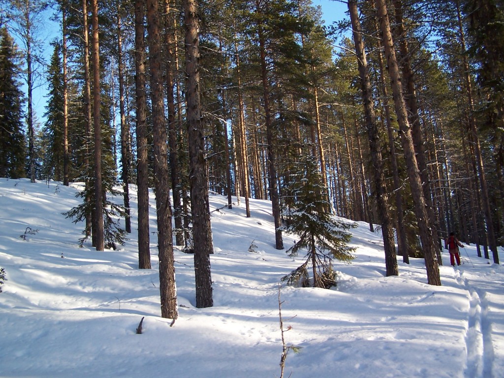 foret en laponie