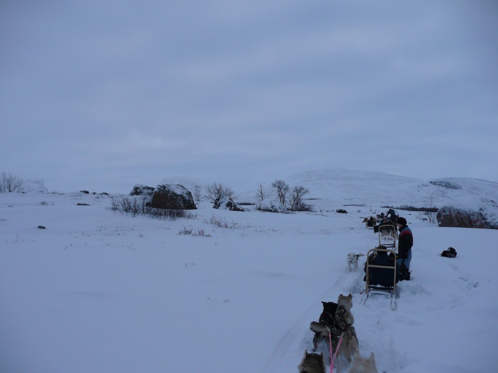 Chien de traineau Abisko