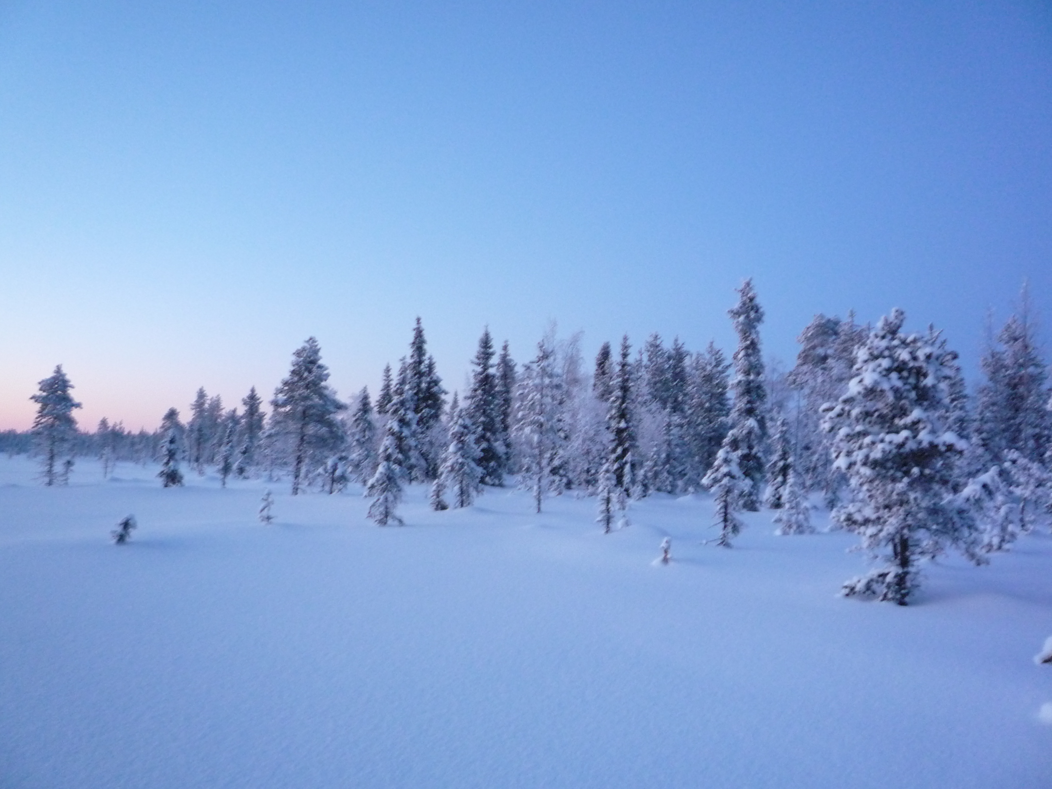 Forêt en Laponie