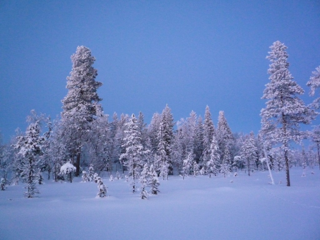 Forêt en Laponie