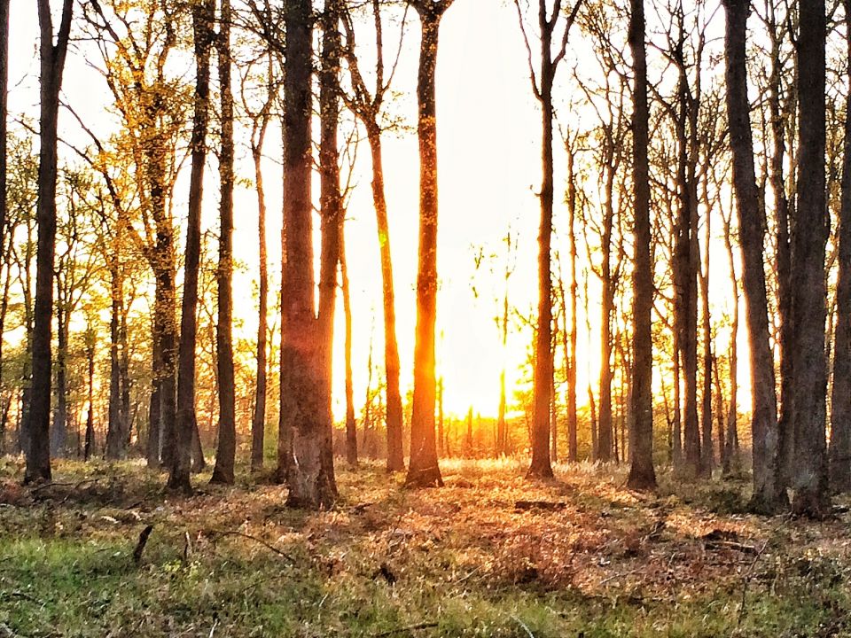 Coucher De Soleil En Foret De Fontainebleau Carnets Nordiques