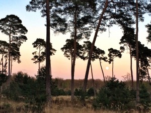 Lune en foret de fontainebleau