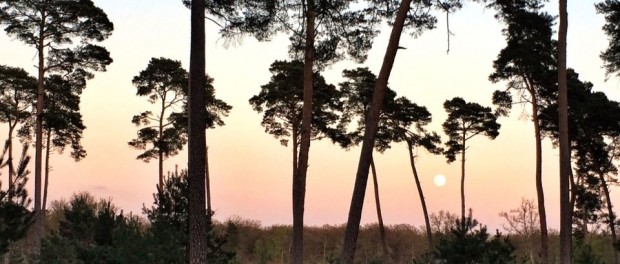 Lune en foret de fontainebleau