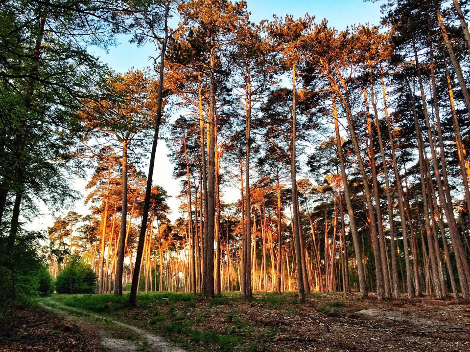 Forêt de Fontainebleau Running trail