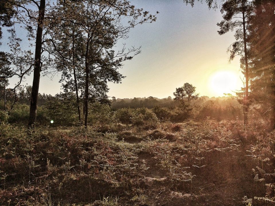 Forêt de Fontainebleau Running trail
