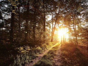 Forêt de Fontainebleau Running trail