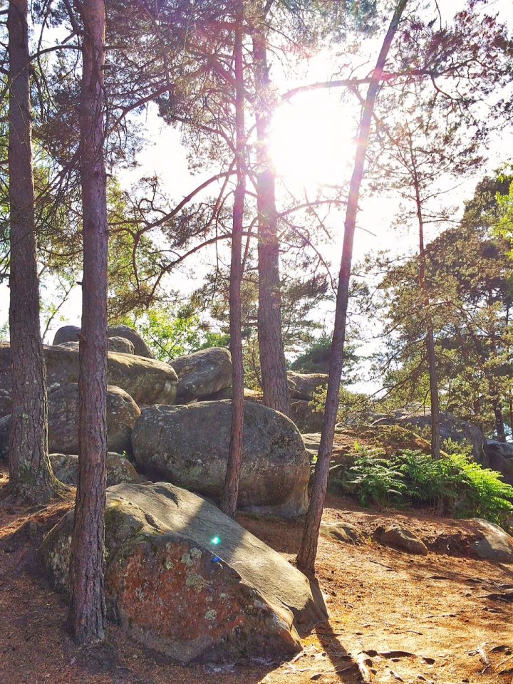 Rocher Canon en Forêt de Fontainebleau