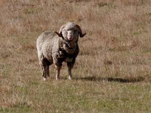 mouton merinos (c) Phillip Capper