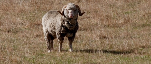 mouton merinos (c) Phillip Capper