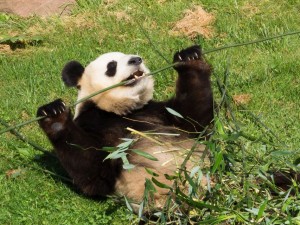 musculation panda