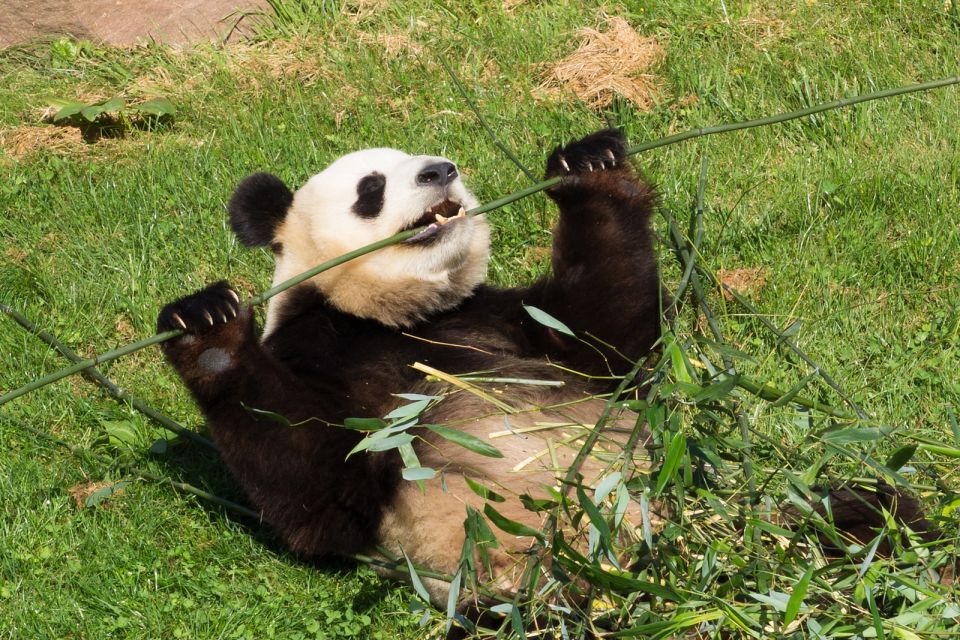 musculation panda
