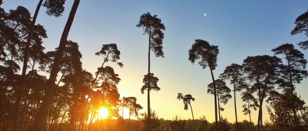 Foret de Fontainebleau trail