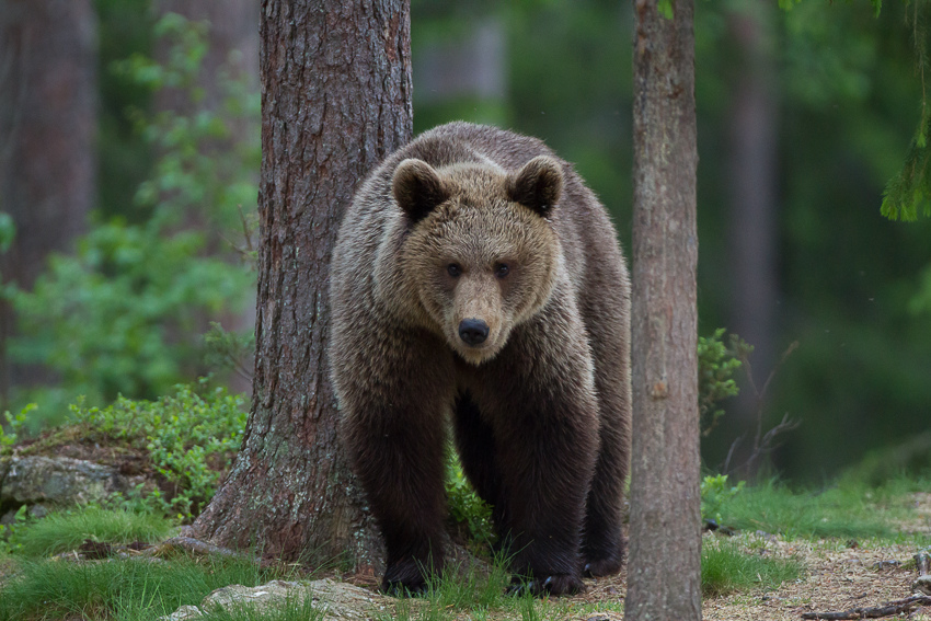 Conseils, Guide de survie : que faire face à un ours?