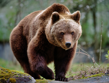 ours brun coureur des bois