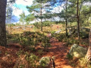 trail de fontainebleau 2017