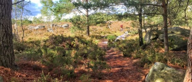 trail de fontainebleau 2017